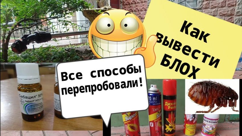 Как избавиться от блох в квартире - эффективные способы и средства